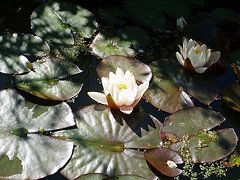 water Lilies